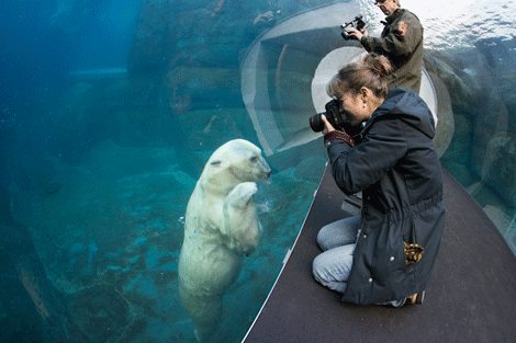 UK.ZOO.DK ľadové medvede